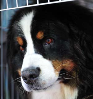 Bernese Zante